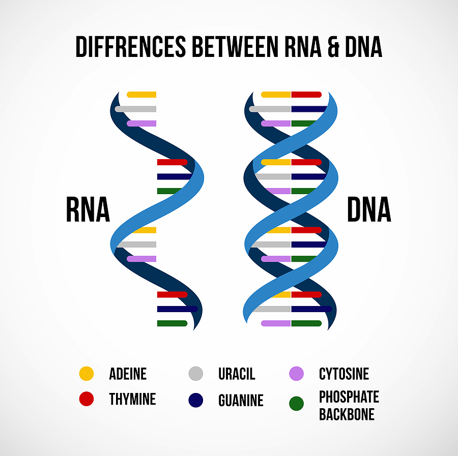 Difference between RNA and DNA - What is a Coronavirus? Are Coronavirus and COVID-19 the same?
