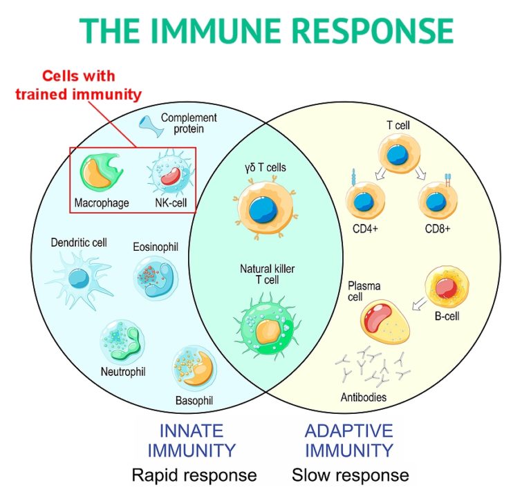 Trained Immunity and Beta 1,3/1,6 Glucan – Nutritional Scientific ...